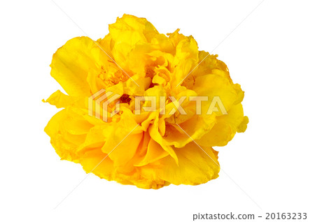 Cochlospermum on white BG Cochlospermum on white BG 20163233