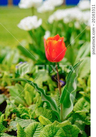 One Red Tulip with White Tulips 20163311