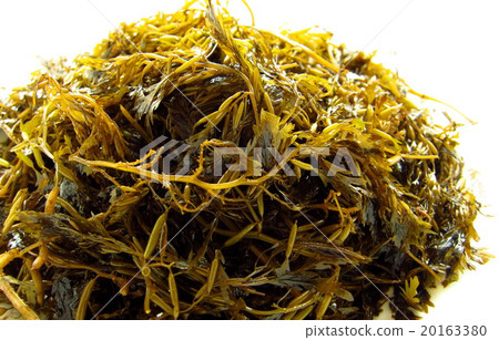 Ginkgo bird seaweed Ginkgo bird seaweed 20163380