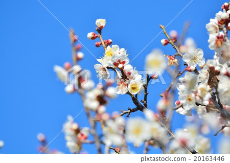 梅花（N） 20163446