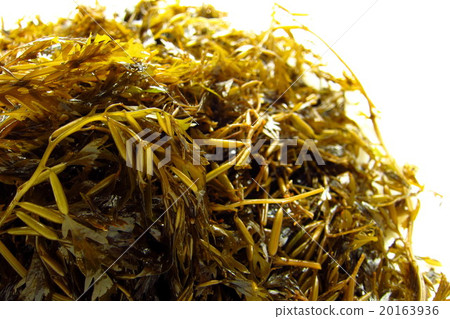 Ginkgo bird seaweed Ginkgo bird seaweed 20163936