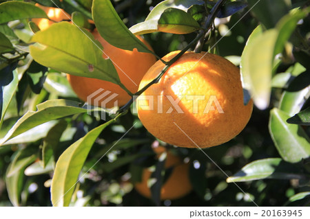 夏季橙色 夏季橙色 20163945