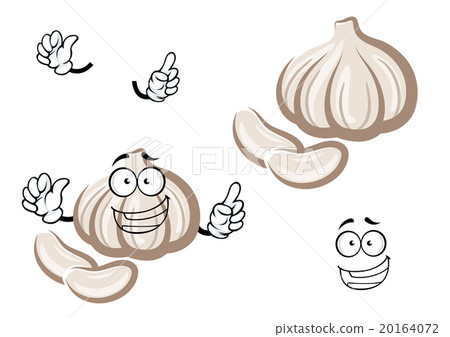 Cartoon fresh garlic bulb vegetable 20164072