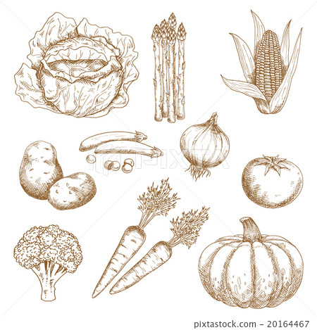 Hand drawn sketches of vegetables 20164467