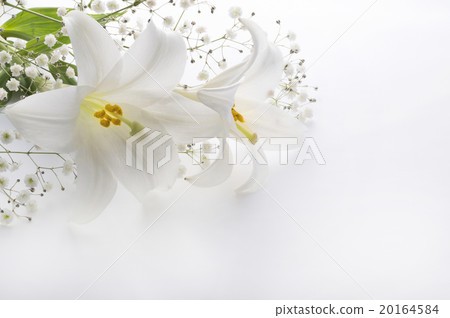 百合花 20164584