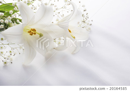 百合花 20164585