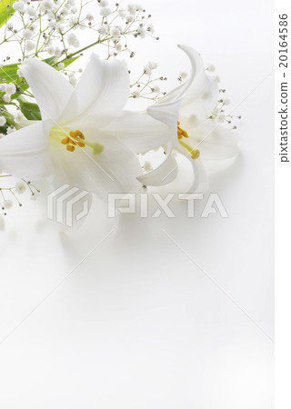 Lily flower Lily flower 20164586