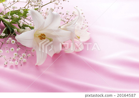 百合花 百合花 20164587