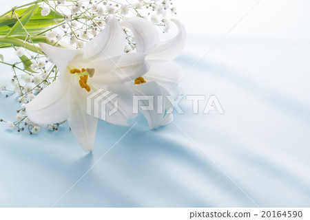 百合花 20164590