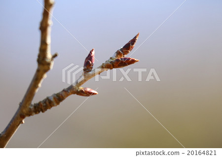 Natural plant Kasumisakura, it is budship. It seems that flowering is slower than Yamazakura in wild mountainous areas with cherry blossoms of wild species 20164821