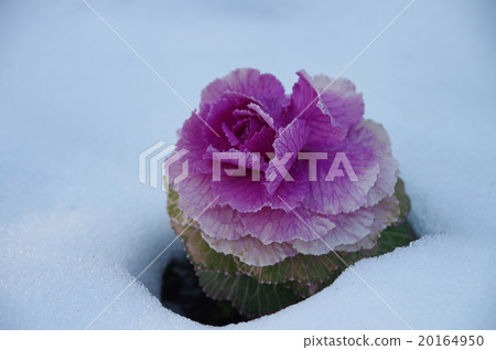 Leaf peony in the snow Leaf peony in the snow 20164950