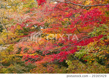 Mid-Telephoto photography of the autumn leaves facing between Mizono-in, Waterfall, Kyoto 20165429