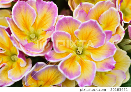 Primula Julien 20165451