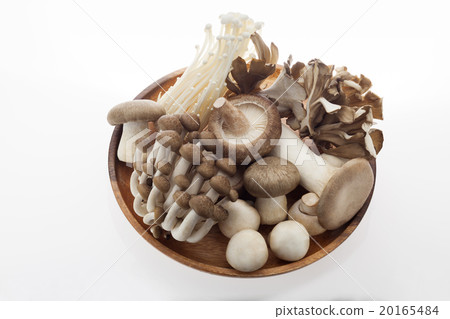 mushroom  20165484