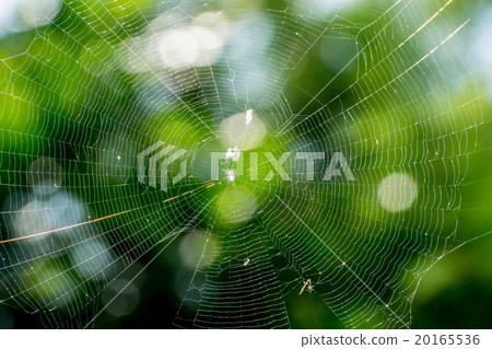 spider web in forest of Thailand 20165536