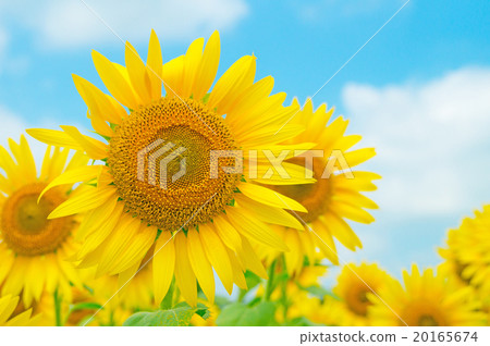 sunflower	 20165674