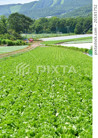 高原的菜地 高原的菜地 20165752