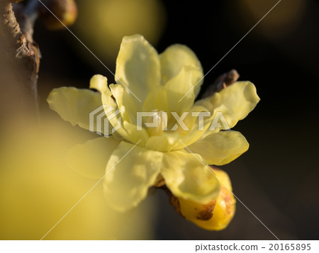 Sosin 'like a wax flower 20165895