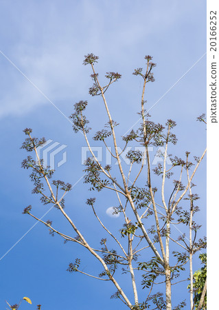 Large trees with a sky background. 20166252