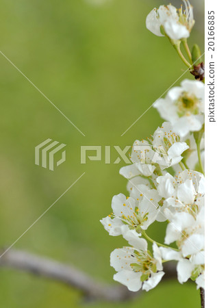 Flowers of Sumomo Flowers of Sumomo 20166885