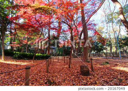 Autumn leaves of Wada Hori Park 20167049