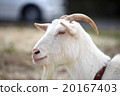山羊，個人資料 20167403