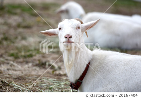山羊,前面 山羊,前面 20167404