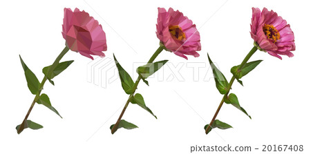 Flower Zinnia Low Poly Vector Flower Zinnia Low Poly Vector 20167408