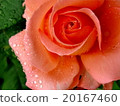 Orange Rose 20167460
