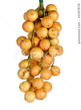 Mafai or Baccaurea ramiflora isolated on white Mafai or Baccaurea ramiflora isolated on white 20167678