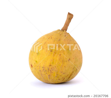 Sentul isolated on the white background 20167706