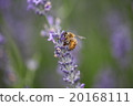 A bee 20168111