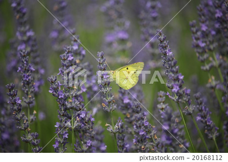 Colias erate 20168112