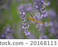 Dragonfly  20168113