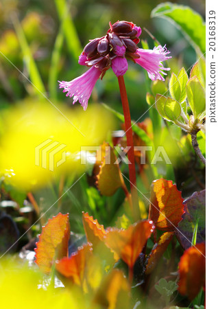 Iwagami Rock Mirror that blooms on Azumayama climbing path 20168319