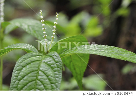 Phthalis sika 20168474
