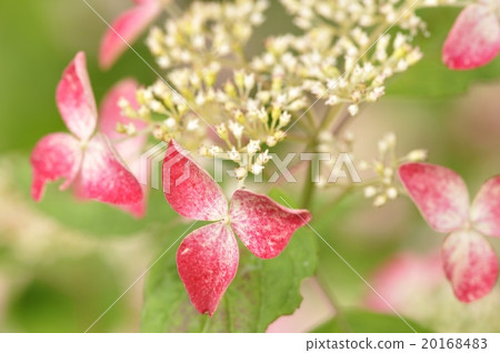 Hydrangea Krenai 20168483