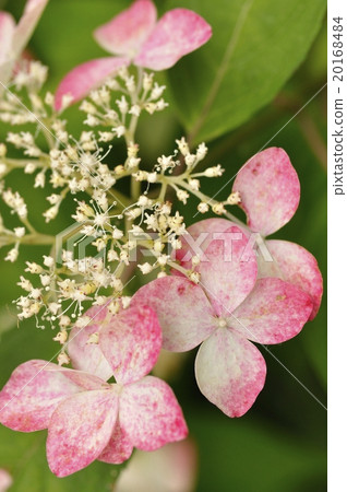 Hydrangea Krenai Hydrangea Krenai 20168484