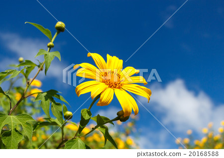 Mexican Sunflower Weed and blue sky 20168588