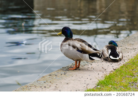 Ducks in the city park Ducks in the city park 20168724