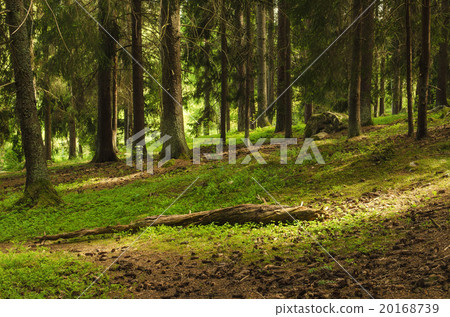 North scandinavian forest 20168739