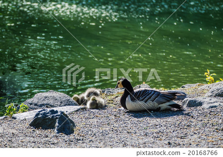 Canada goose bird Canada goose bird 20168766