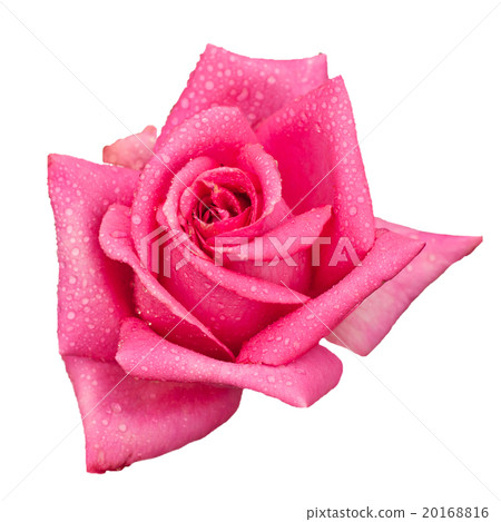 Pink rose isolated 20168816