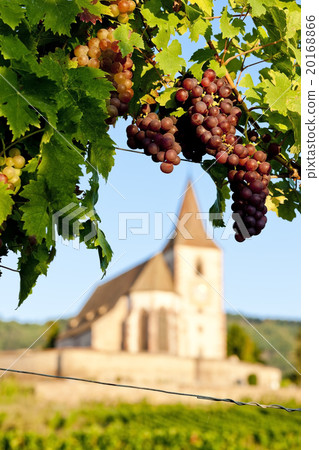 church with vineyard, Hunawihr, Alsace, France church with vineyard, Hunawihr, Alsace, France 20168866