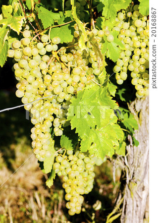 grapevine in vineyard, Alsace, France grapevine in vineyard, Alsace, France 20168867