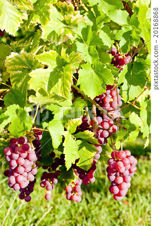 grapevine in vineyard, Alsace, France grapevine in vineyard, Alsace, France 20168868