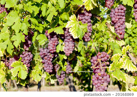 grapevine in vineyard, Alsace, France grapevine in vineyard, Alsace, France 20168869