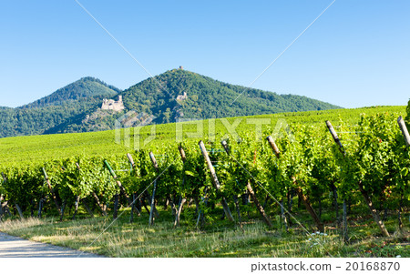 Chateau de Saint-Ulrich near Ribeauville, Alsace 20168870