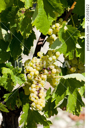 white grape in Jarnac, Poitou-Charentes, France white grape in Jarnac, Poitou-Charentes, France 20168922