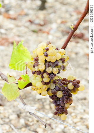 white grape in Sauternes Region, Aquitaine, France white grape in Sauternes Region, Aquitaine, France 20169053